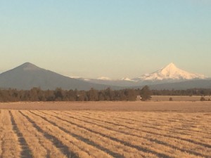 IMG_1233